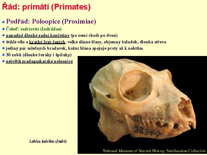 Řád: primáti (Primates) Podřád: Poloopice (Prosimiae) Čeleď: indriovití (Indriidae) nápadně dlouhé zadní končetiny (po