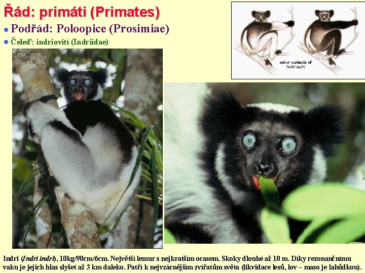 Řád: primáti (Primates) Podřád: Poloopice (Prosimiae) Čeleď: indriovití (Indriidae) Indri (Indri indri), 10 kg/90