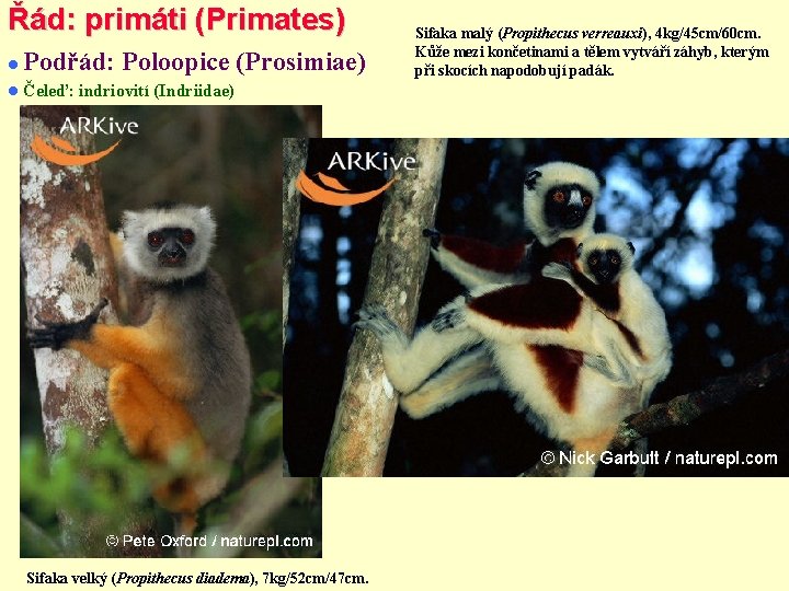 Řád: primáti (Primates) Podřád: Poloopice (Prosimiae) Čeleď: indriovití (Indriidae) Sifaka velký (Propithecus diadema), 7
