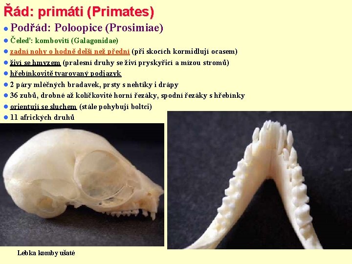 Řád: primáti (Primates) Podřád: Poloopice (Prosimiae) Čeleď: kombovití (Galagonidae) zadní nohy o hodně delší