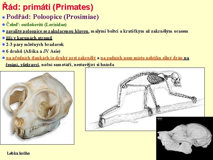 Řád: primáti (Primates) Podřád: Poloopice (Prosimiae) Čeleď: outloňovití (Lorisidae) zavalité poloopice se zakulacenou hlavou,