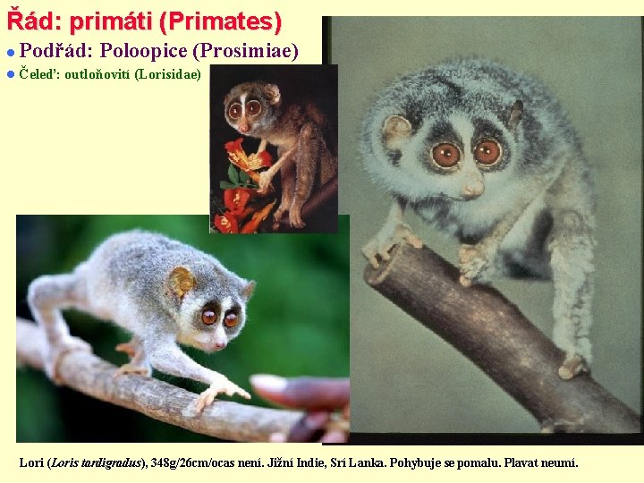 Řád: primáti (Primates) Podřád: Poloopice (Prosimiae) Čeleď: outloňovití (Lorisidae) Lori (Loris tardigradus), 348 g/26