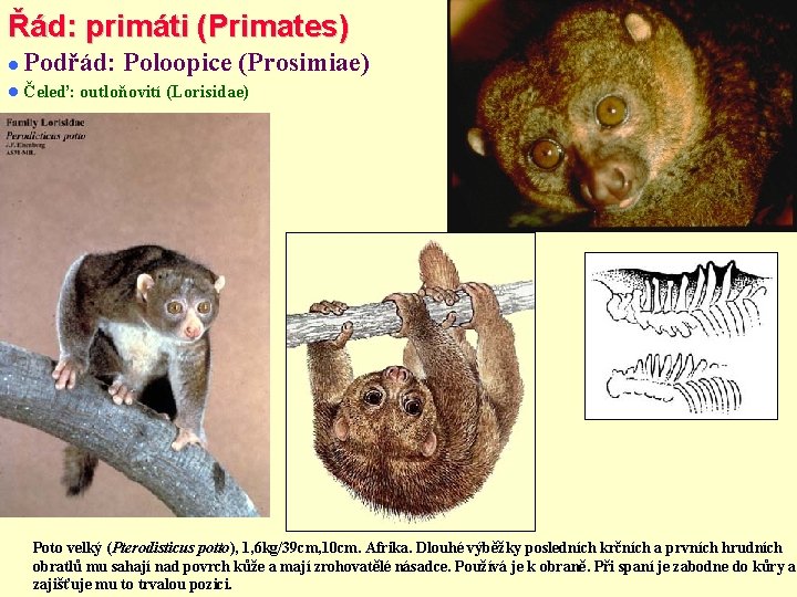 Řád: primáti (Primates) Podřád: Poloopice (Prosimiae) Čeleď: outloňovití (Lorisidae) Poto velký (Pterodisticus potto), 1,