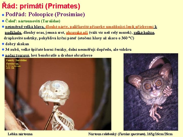 Řád: primáti (Primates) Podřád: Poloopice (Prosimiae) Čeleď: nártounovití (Tarsiidae) neúměrně velká hlava, dlouhé nárty,