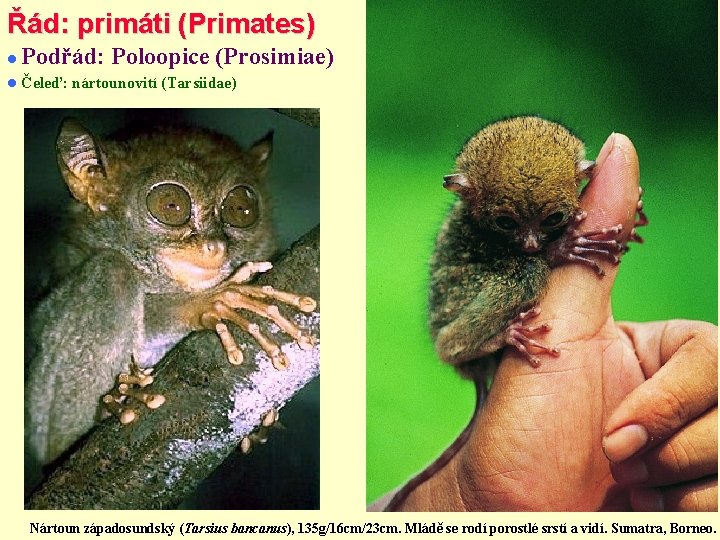 Řád: primáti (Primates) Podřád: Poloopice (Prosimiae) Čeleď: nártounovití (Tarsiidae) Nártoun západosundský (Tarsius bancanus), 135