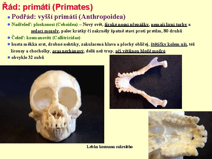 Řád: primáti (Primates) Podřád: vyšší primáti (Anthropoidea) Nadčeleď: ploskonosí (Ceboidea) – Nový svět, široké