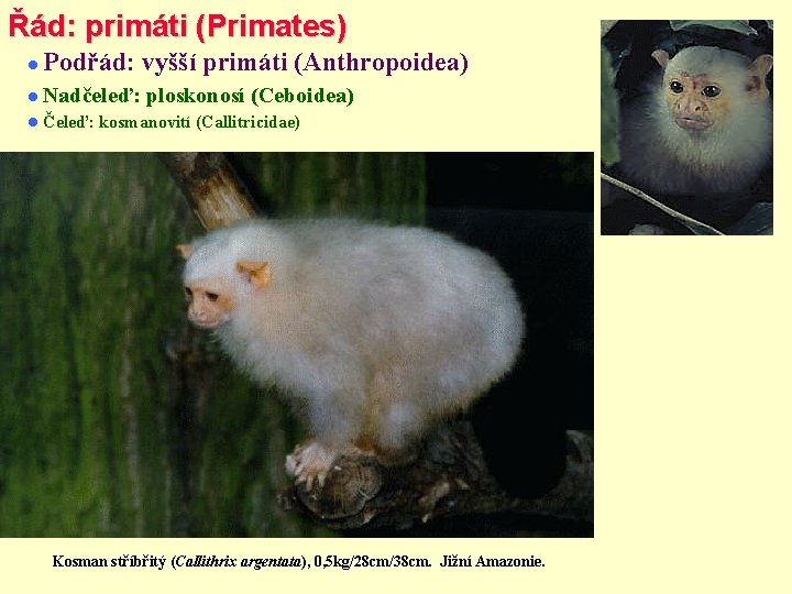 Řád: primáti (Primates) Podřád: vyšší primáti (Anthropoidea) Nadčeleď: Čeleď: ploskonosí (Ceboidea) kosmanovití (Callitricidae) Kosman