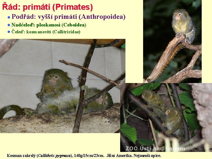 Řád: primáti (Primates) Podřád: vyšší primáti (Anthropoidea) Nadčeleď: Čeleď: ploskonosí (Ceboidea) kosmanovití (Callitricidae) Kosman