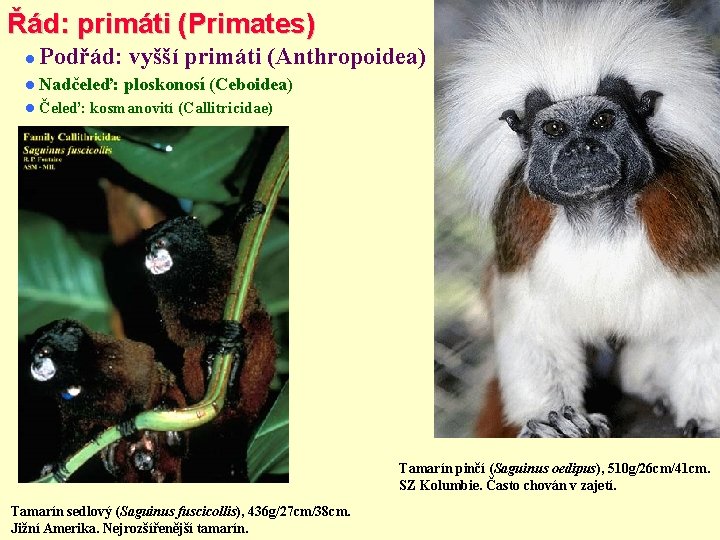 Řád: primáti (Primates) Podřád: vyšší primáti (Anthropoidea) Nadčeleď: Čeleď: ploskonosí (Ceboidea) kosmanovití (Callitricidae) Tamarín