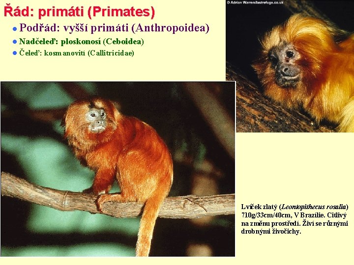 Řád: primáti (Primates) Podřád: vyšší primáti (Anthropoidea) Nadčeleď: Čeleď: ploskonosí (Ceboidea) kosmanovití (Callitricidae) Lvíček