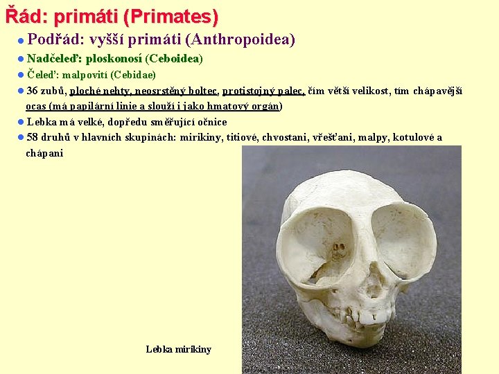 Řád: primáti (Primates) Podřád: vyšší primáti (Anthropoidea) Nadčeleď: ploskonosí (Ceboidea) Čeleď: malpovití (Cebidae) 36