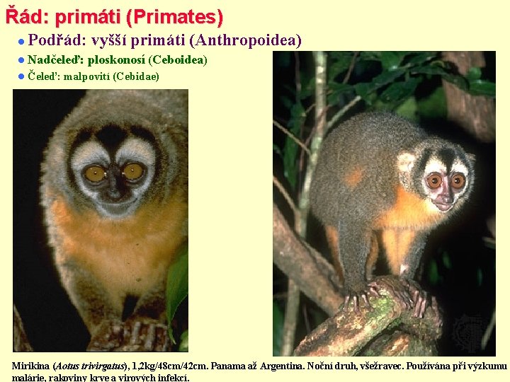 Řád: primáti (Primates) Podřád: vyšší primáti (Anthropoidea) Nadčeleď: Čeleď: ploskonosí (Ceboidea) malpovití (Cebidae) Mirikina