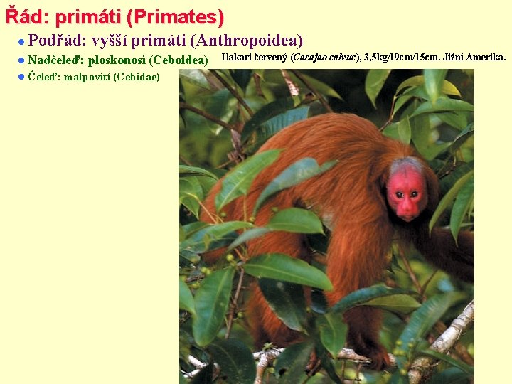 Řád: primáti (Primates) Podřád: vyšší primáti (Anthropoidea) Nadčeleď: Čeleď: ploskonosí (Ceboidea) malpovití (Cebidae) Uakari