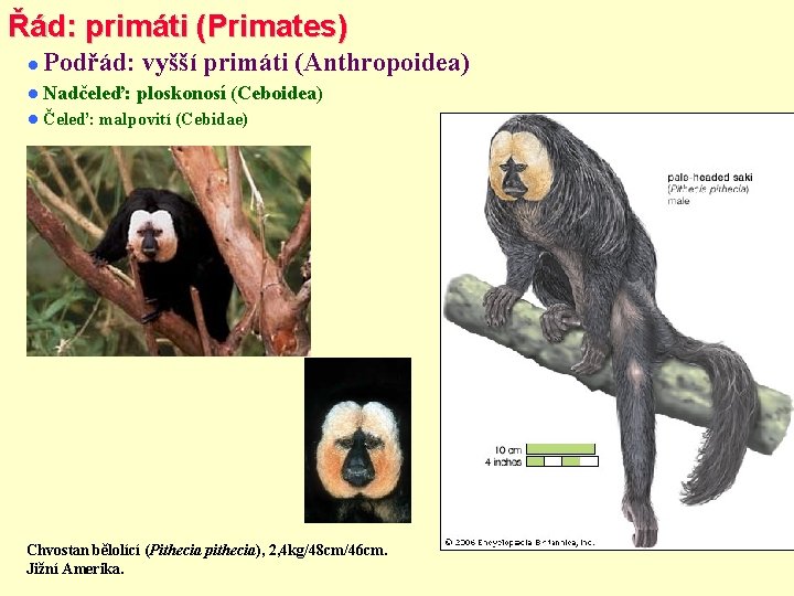 Řád: primáti (Primates) Podřád: vyšší primáti (Anthropoidea) Nadčeleď: Čeleď: ploskonosí (Ceboidea) malpovití (Cebidae) Chvostan