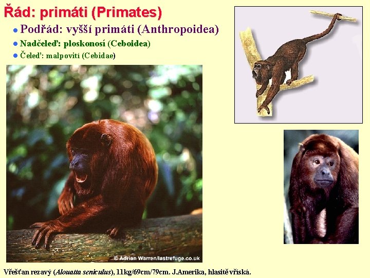 Řád: primáti (Primates) Podřád: vyšší primáti (Anthropoidea) Nadčeleď: Čeleď: ploskonosí (Ceboidea) malpovití (Cebidae) Vřešťan