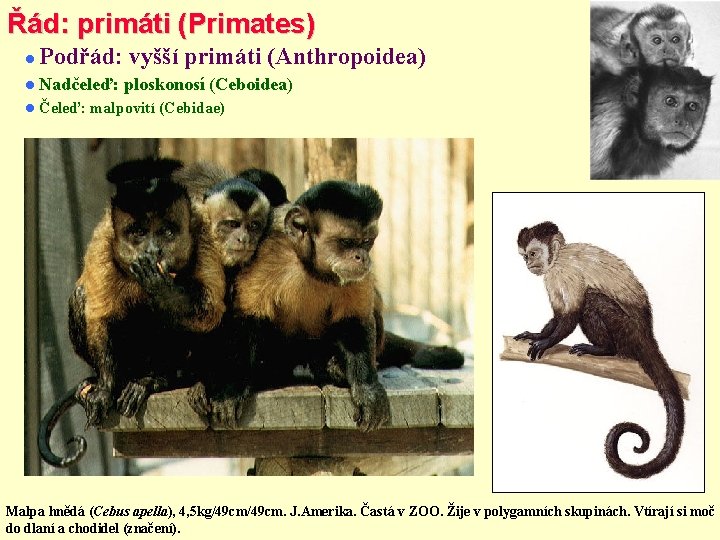 Řád: primáti (Primates) Podřád: vyšší primáti (Anthropoidea) Nadčeleď: Čeleď: ploskonosí (Ceboidea) malpovití (Cebidae) Malpa