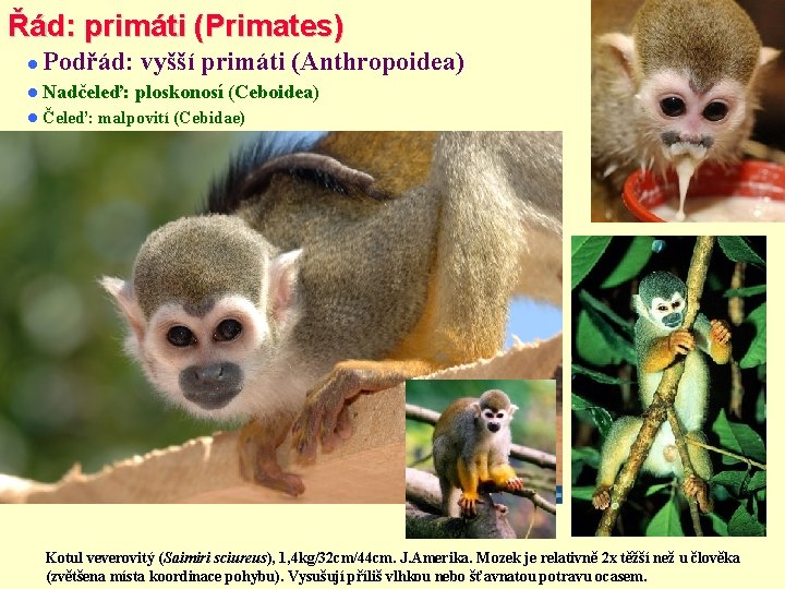 Řád: primáti (Primates) Podřád: vyšší primáti (Anthropoidea) Nadčeleď: Čeleď: ploskonosí (Ceboidea) malpovití (Cebidae) Kotul