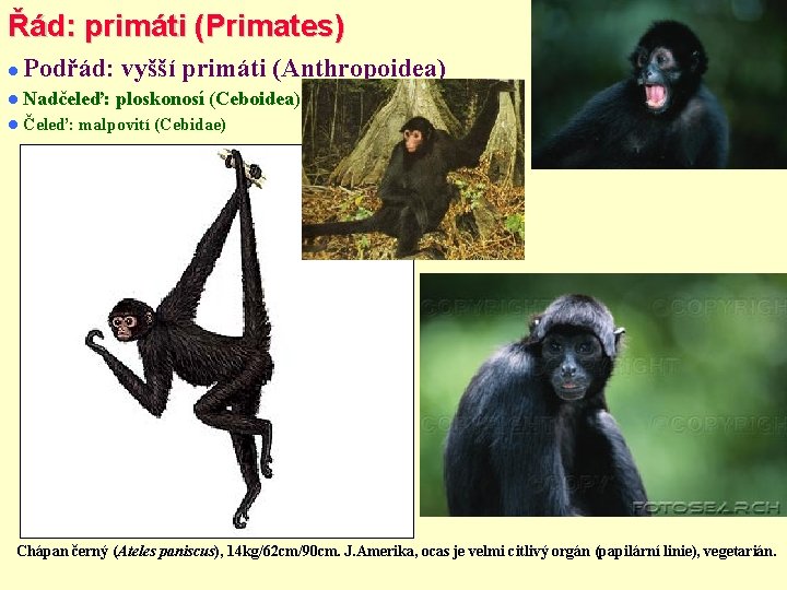 Řád: primáti (Primates) Podřád: vyšší primáti (Anthropoidea) Nadčeleď: Čeleď: ploskonosí (Ceboidea) malpovití (Cebidae) Chápan