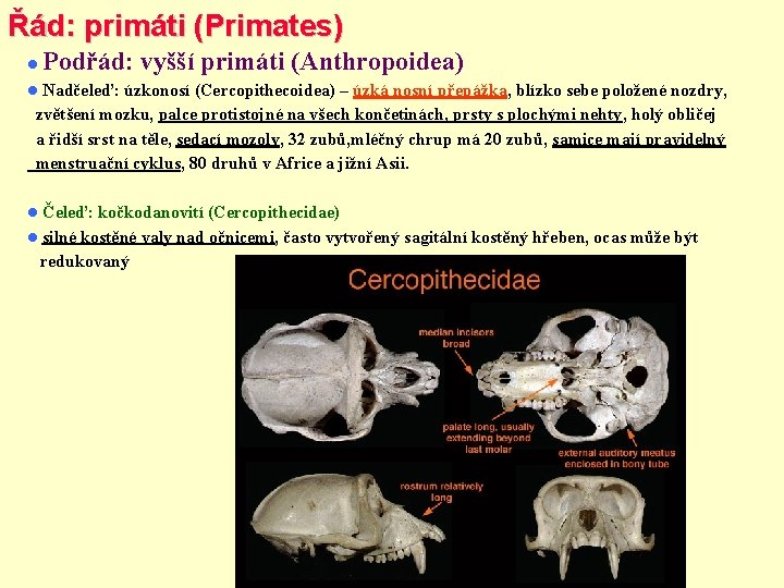 Řád: primáti (Primates) Podřád: vyšší primáti (Anthropoidea) Nadčeleď: úzkonosí (Cercopithecoidea) – úzká nosní přepážka,