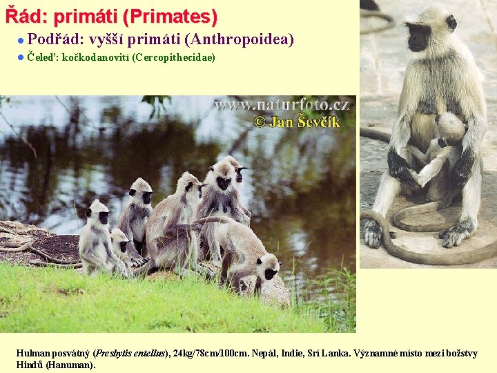 Řád: primáti (Primates) Podřád: vyšší primáti (Anthropoidea) Čeleď: kočkodanovití (Cercopithecidae) Hulman posvátný (Presbytis entellus),