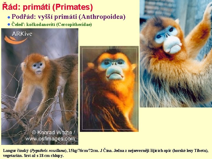 Řád: primáti (Primates) Podřád: vyšší primáti (Anthropoidea) Čeleď: kočkodanovití (Cercopithecidae) Langur čínský (Pygathrix roxellana),