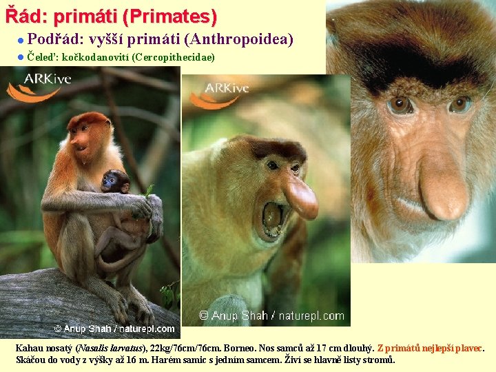 Řád: primáti (Primates) Podřád: vyšší primáti (Anthropoidea) Čeleď: kočkodanovití (Cercopithecidae) Kahau nosatý (Nasalis larvatus),