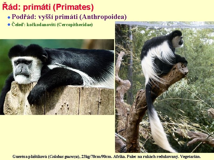 Řád: primáti (Primates) Podřád: vyšší primáti (Anthropoidea) Čeleď: kočkodanovití (Cercopithecidae) Gueréza pláštíková (Colobus guereza),