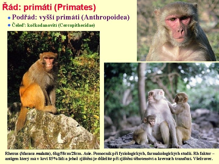 Řád: primáti (Primates) Podřád: vyšší primáti (Anthropoidea) Čeleď: kočkodanovití (Cercopithecidae) Rhezus (Macaca mulatta), 6