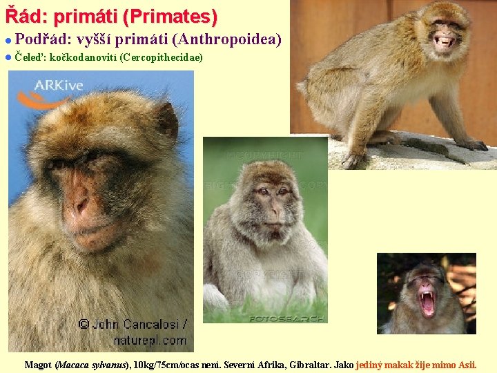 Řád: primáti (Primates) Podřád: vyšší primáti (Anthropoidea) Čeleď: kočkodanovití (Cercopithecidae) Magot (Macaca sylvanus), 10