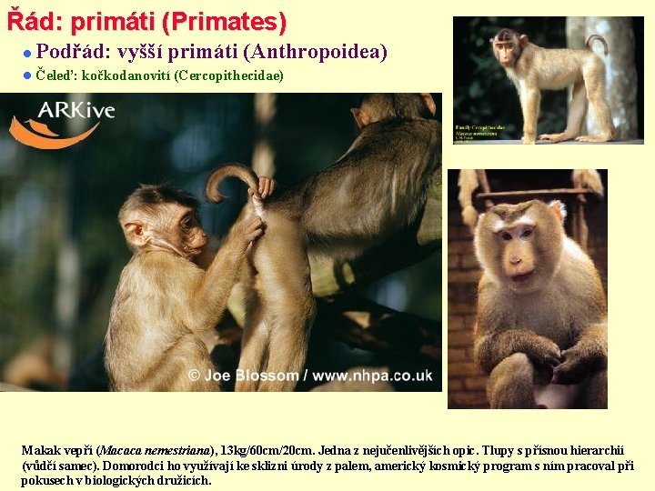 Řád: primáti (Primates) Podřád: vyšší primáti (Anthropoidea) Čeleď: kočkodanovití (Cercopithecidae) Makak vepří (Macaca nemestriana),