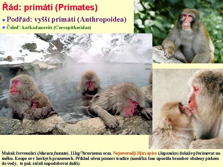 Řád: primáti (Primates) Podřád: vyšší primáti (Anthropoidea) Čeleď: kočkodanovití (Cercopithecidae) Makak červenolící (Macaca fuscata),