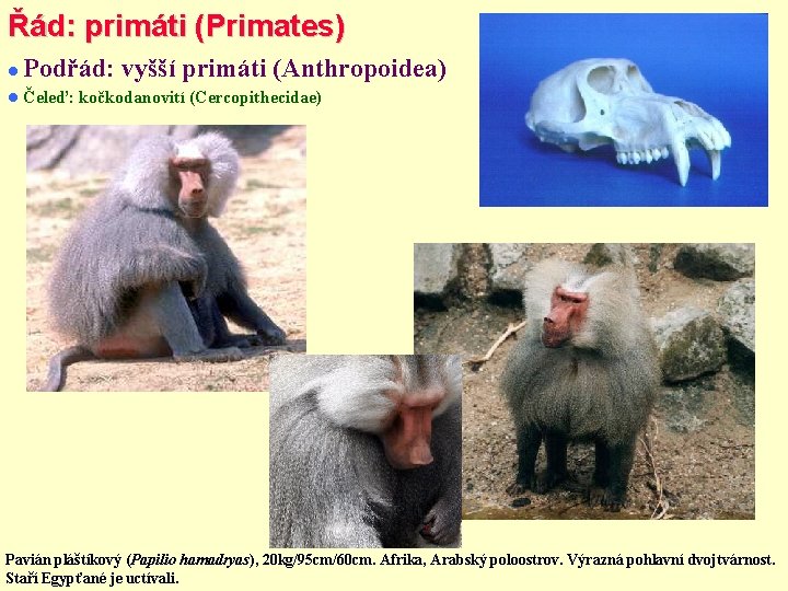 Řád: primáti (Primates) Podřád: vyšší primáti (Anthropoidea) Čeleď: kočkodanovití (Cercopithecidae) Pavián pláštíkový (Papilio hamadryas),