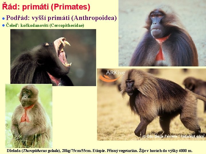 Řád: primáti (Primates) Podřád: vyšší primáti (Anthropoidea) Čeleď: kočkodanovití (Cercopithecidae) Dželada (Theropithecus gelada), 20
