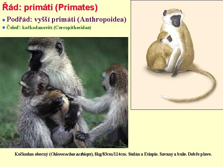 Řád: primáti (Primates) Podřád: vyšší primáti (Anthropoidea) Čeleď: kočkodanovití (Cercopithecidae) Kočkodan obecný (Chlorocoebus aethiops),