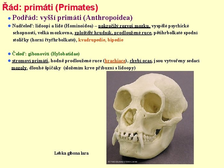 Řád: primáti (Primates) Podřád: vyšší primáti (Anthropoidea) Nadčeleď: lidoopi a lidé (Hominoidea) – pokročilý