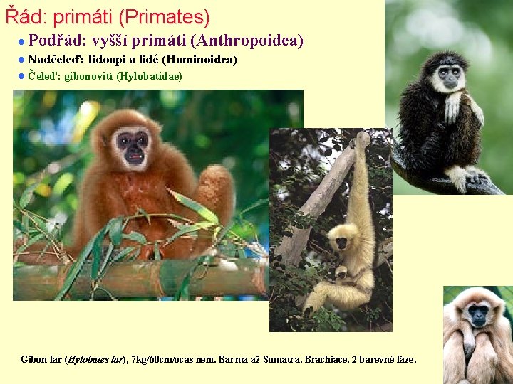 Řád: primáti (Primates) Podřád: vyšší primáti (Anthropoidea) Nadčeleď: Čeleď: lidoopi a lidé (Hominoidea) gibonovití
