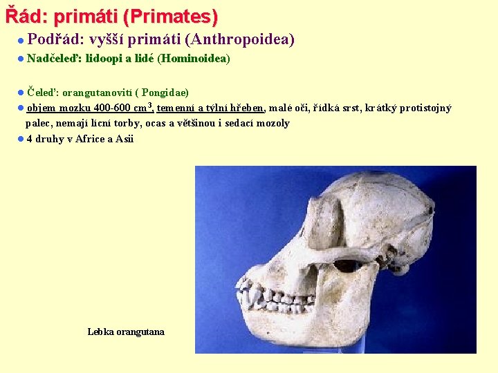 Řád: primáti (Primates) Podřád: vyšší primáti (Anthropoidea) Nadčeleď: lidoopi a lidé (Hominoidea) Čeleď: orangutanovití