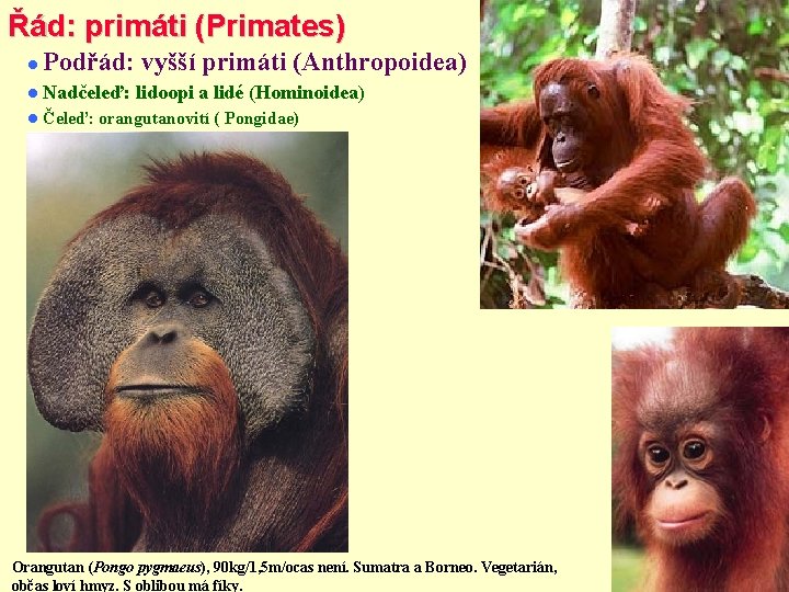Řád: primáti (Primates) Podřád: vyšší primáti (Anthropoidea) Nadčeleď: Čeleď: lidoopi a lidé (Hominoidea) orangutanovití