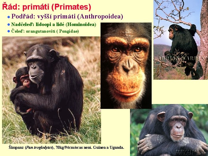 Řád: primáti (Primates) Podřád: vyšší primáti (Anthropoidea) Nadčeleď: Čeleď: lidoopi a lidé (Hominoidea) orangutanovití