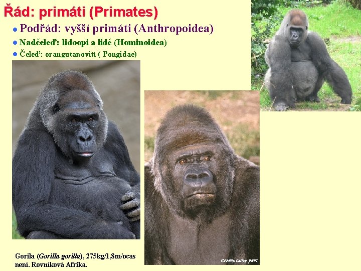 Řád: primáti (Primates) Podřád: vyšší primáti (Anthropoidea) Nadčeleď: Čeleď: lidoopi a lidé (Hominoidea) orangutanovití