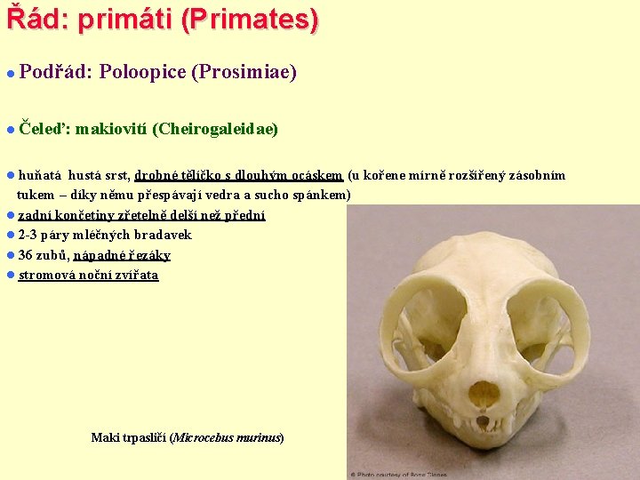 Řád: primáti (Primates) Podřád: Poloopice (Prosimiae) Čeleď: makiovití (Cheirogaleidae) huňatá hustá srst, drobné tělíčko