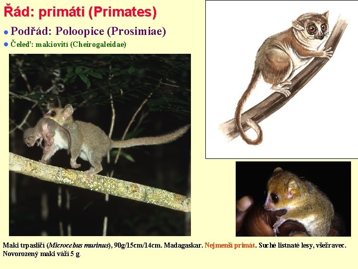 Řád: primáti (Primates) Podřád: Poloopice (Prosimiae) Čeleď: makiovití (Cheirogaleidae) Maki trpasličí (Microcebus murinus), 90