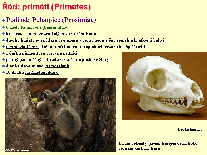 Řád: primáti (Primates) Podřád: Poloopice (Prosimiae) Čeleď: lemurovití (Lemuridae) lemuros – duchové zemřelých ve