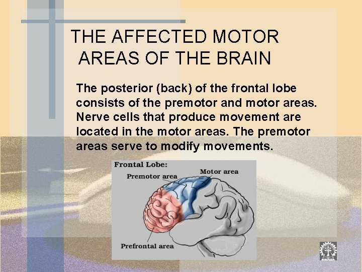 THE AFFECTED MOTOR AREAS OF THE BRAIN The posterior (back) of the frontal lobe