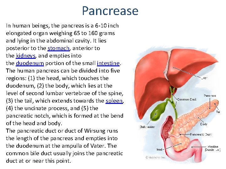 Pancrease In human beings, the pancreas is a 6 -10 inch elongated organ weighing