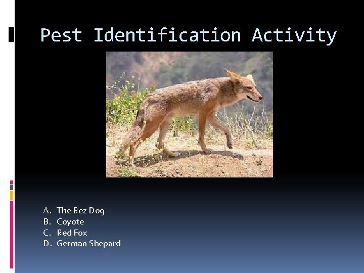 Pest Identification Activity A. B. C. D. The Rez Dog Coyote Red Fox German