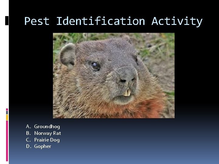 Pest Identification Activity A. B. C. D. Groundhog Norway Rat Prairie Dog Gopher 
