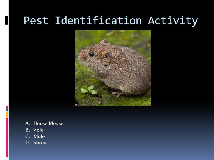 Pest Identification Activity A. B. C. D. House Mouse Vole Mole Shrew 
