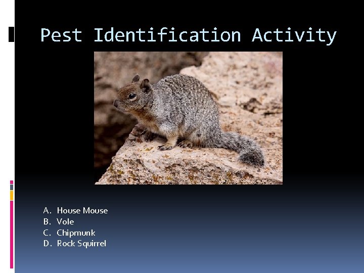 Pest Identification Activity A. B. C. D. House Mouse Vole Chipmunk Rock Squirrel 