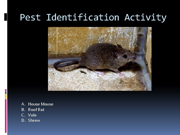 Pest Identification Activity A. B. C. D. House Mouse Roof Rat Vole Shrew 